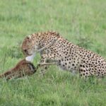 Masai Mara 3 jours / 2 nuits