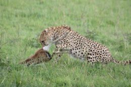 Masai Mara 3 giorni / 2 notti
