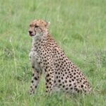 Masai Mara, Nakuru, Amboseli, Tsavo East 6 jours / 5 nuits