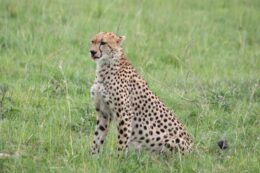 Masai Mara, Nakuru, Amboseli, Tsavo East 6 giorni / 5 notti