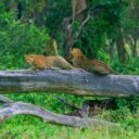 Masai Mara e Nakuru 4 giorni / 3 notti